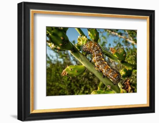 Caterpillar on cactus, Texas, USA-Karine Aigner-Framed Photographic Print