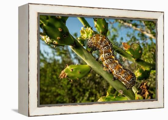 Caterpillar on cactus, Texas, USA-Karine Aigner-Framed Premier Image Canvas