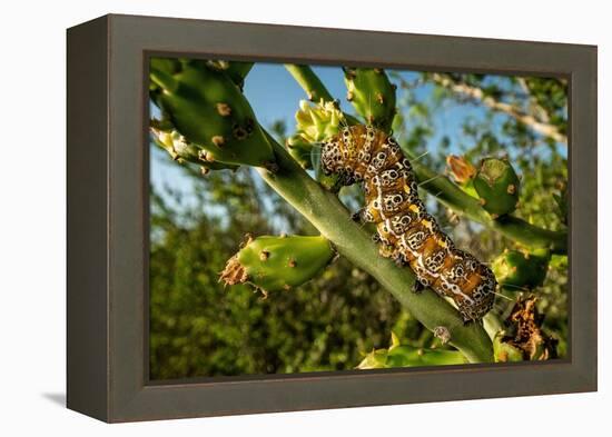Caterpillar on cactus, Texas, USA-Karine Aigner-Framed Premier Image Canvas