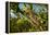 Caterpillar on cactus, Texas, USA-Karine Aigner-Framed Premier Image Canvas