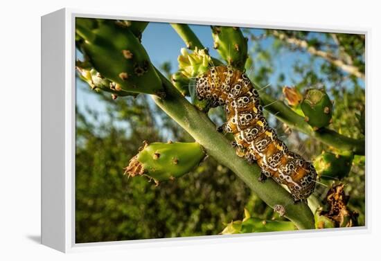 Caterpillar on cactus, Texas, USA-Karine Aigner-Framed Premier Image Canvas