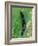 Caterpillar, Peacock Butterfly, Stinging Nettle-Harald Kroiss-Framed Photographic Print