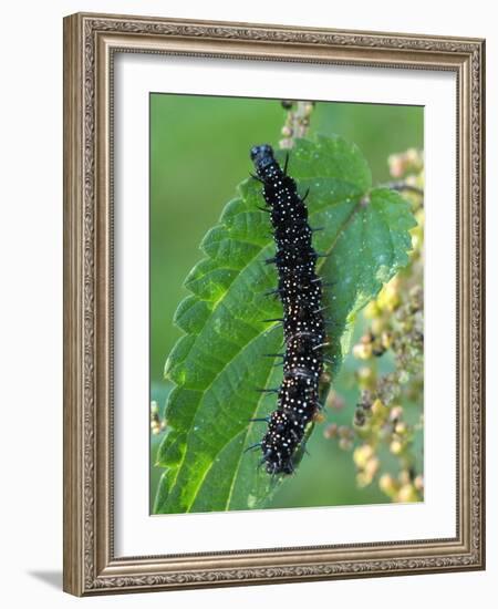 Caterpillar, Peacock Butterfly, Stinging Nettle-Harald Kroiss-Framed Photographic Print