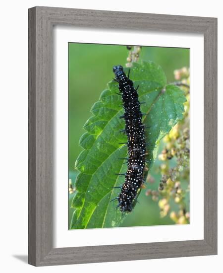 Caterpillar, Peacock Butterfly, Stinging Nettle-Harald Kroiss-Framed Photographic Print