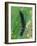 Caterpillar, Peacock Butterfly, Stinging Nettle-Harald Kroiss-Framed Photographic Print