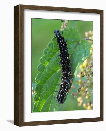 Caterpillar, Peacock Butterfly, Stinging Nettle-Harald Kroiss-Framed Photographic Print