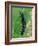 Caterpillar, Peacock Butterfly, Stinging Nettle-Harald Kroiss-Framed Photographic Print