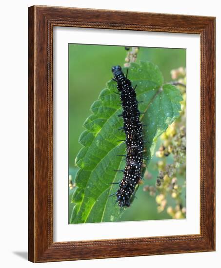 Caterpillar, Peacock Butterfly, Stinging Nettle-Harald Kroiss-Framed Photographic Print