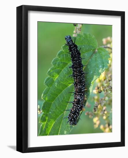 Caterpillar, Peacock Butterfly, Stinging Nettle-Harald Kroiss-Framed Photographic Print