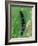 Caterpillar, Peacock Butterfly, Stinging Nettle-Harald Kroiss-Framed Photographic Print