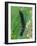 Caterpillar, Peacock Butterfly, Stinging Nettle-Harald Kroiss-Framed Photographic Print