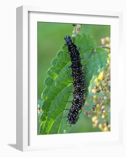 Caterpillar, Peacock Butterfly, Stinging Nettle-Harald Kroiss-Framed Photographic Print