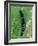 Caterpillar, Peacock Butterfly, Stinging Nettle-Harald Kroiss-Framed Photographic Print