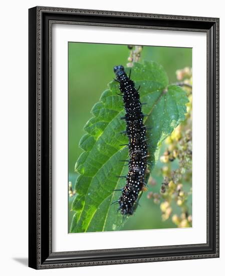 Caterpillar, Peacock Butterfly, Stinging Nettle-Harald Kroiss-Framed Photographic Print