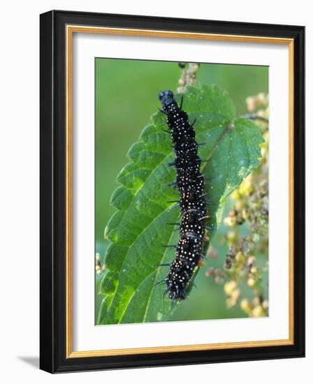 Caterpillar, Peacock Butterfly, Stinging Nettle-Harald Kroiss-Framed Photographic Print