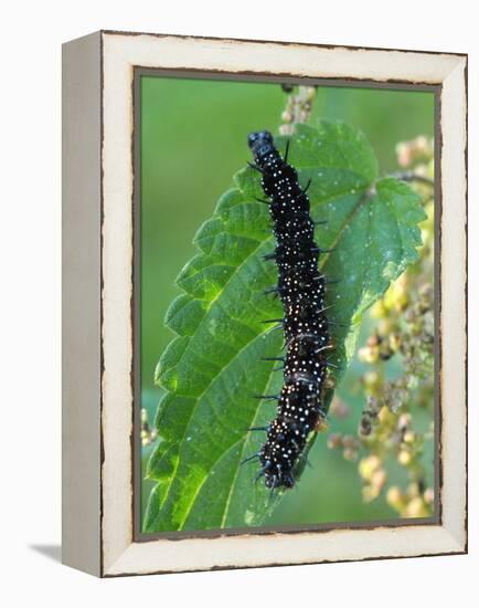 Caterpillar, Peacock Butterfly, Stinging Nettle-Harald Kroiss-Framed Premier Image Canvas