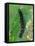 Caterpillar, Peacock Butterfly, Stinging Nettle-Harald Kroiss-Framed Premier Image Canvas