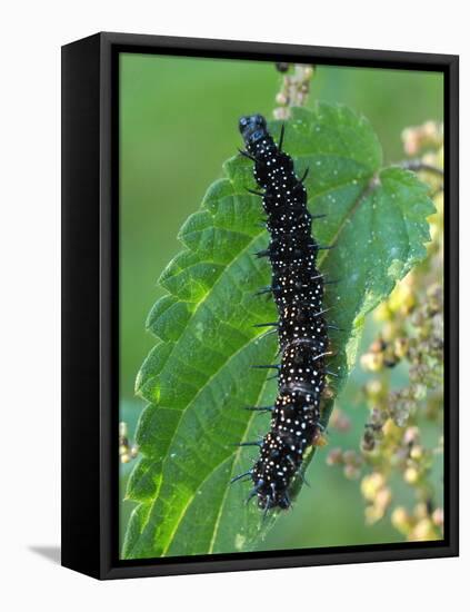 Caterpillar, Peacock Butterfly, Stinging Nettle-Harald Kroiss-Framed Premier Image Canvas