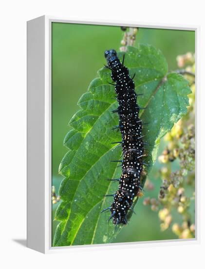 Caterpillar, Peacock Butterfly, Stinging Nettle-Harald Kroiss-Framed Premier Image Canvas