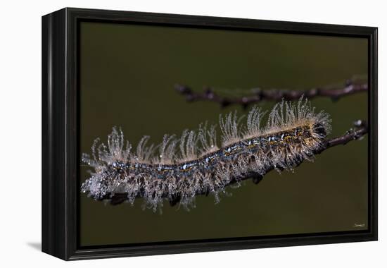 Caterpillar with Dew Drops-Gordon Semmens-Framed Premier Image Canvas