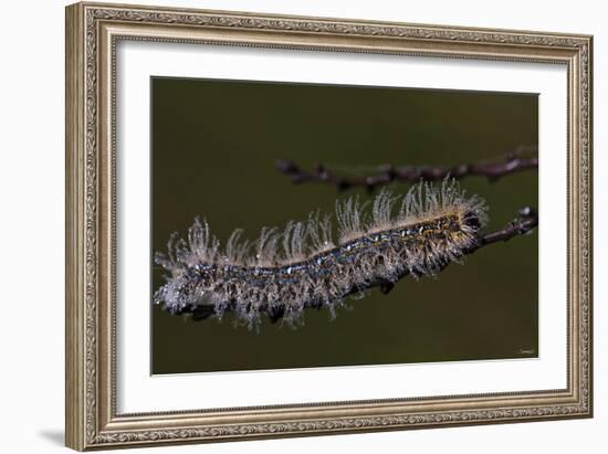 Caterpillar with Dew Drops-Gordon Semmens-Framed Photographic Print