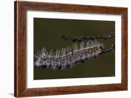Caterpillar with Dew Drops-Gordon Semmens-Framed Photographic Print