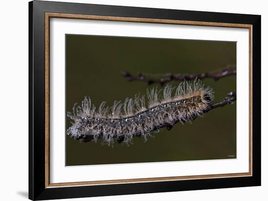 Caterpillar with Dew Drops-Gordon Semmens-Framed Photographic Print