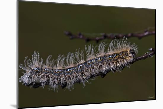 Caterpillar with Dew Drops-Gordon Semmens-Mounted Photographic Print
