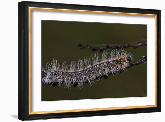 Caterpillar with Dew Drops-Gordon Semmens-Framed Photographic Print