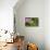 Caterpillar-Gordon Semmens-Premium Photographic Print displayed on a wall