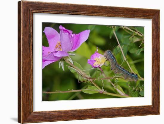 Caterpillar-Gordon Semmens-Framed Premium Photographic Print