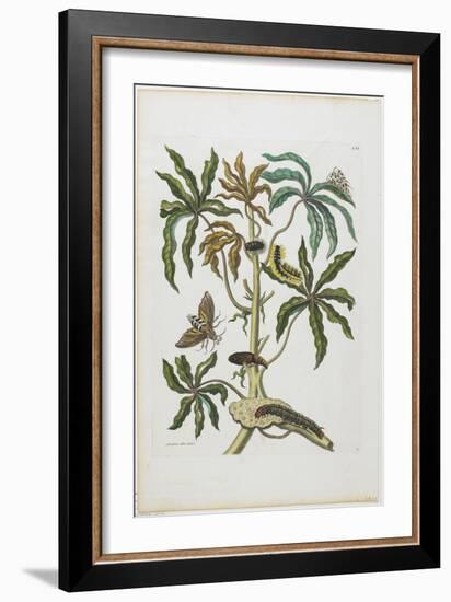 Caterpillars and Insects with Foliage, 1705-1771-Maria Sibylla Graff Merian-Framed Giclee Print