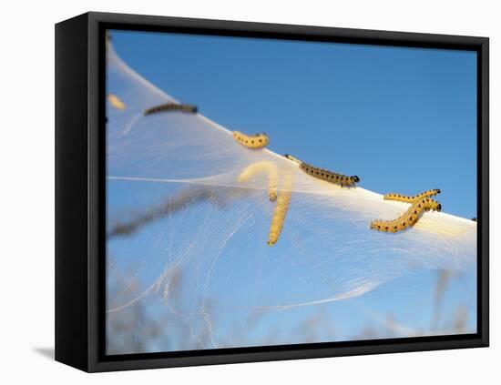 Caterpillars of the Bird-Cherry Ermine, Sky-Harald Kroiss-Framed Premier Image Canvas