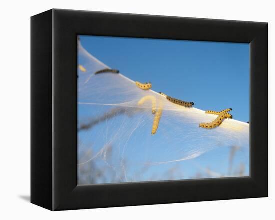 Caterpillars of the Bird-Cherry Ermine, Sky-Harald Kroiss-Framed Premier Image Canvas