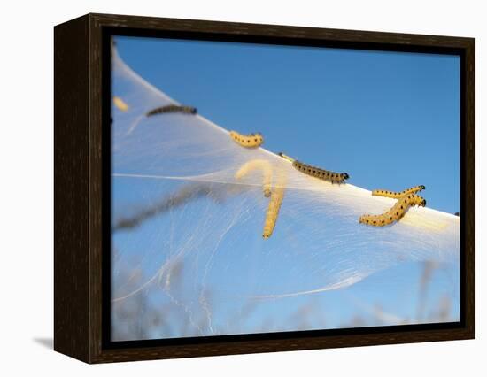 Caterpillars of the Bird-Cherry Ermine, Sky-Harald Kroiss-Framed Premier Image Canvas