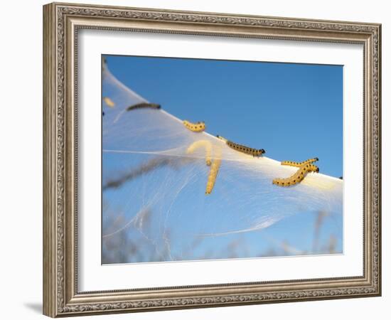 Caterpillars of the Bird-Cherry Ermine, Sky-Harald Kroiss-Framed Photographic Print