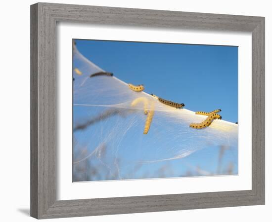 Caterpillars of the Bird-Cherry Ermine, Sky-Harald Kroiss-Framed Photographic Print