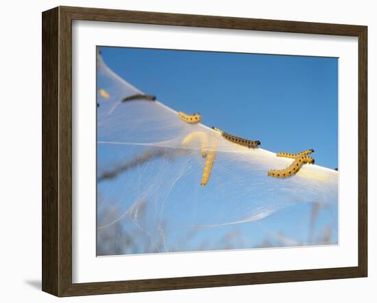 Caterpillars of the Bird-Cherry Ermine, Sky-Harald Kroiss-Framed Photographic Print