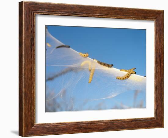 Caterpillars of the Bird-Cherry Ermine, Sky-Harald Kroiss-Framed Photographic Print