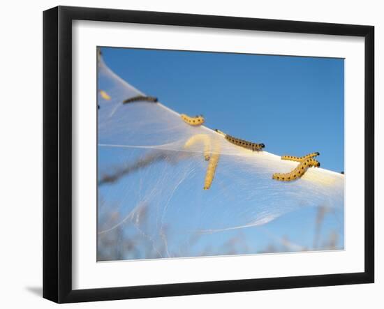 Caterpillars of the Bird-Cherry Ermine, Sky-Harald Kroiss-Framed Photographic Print