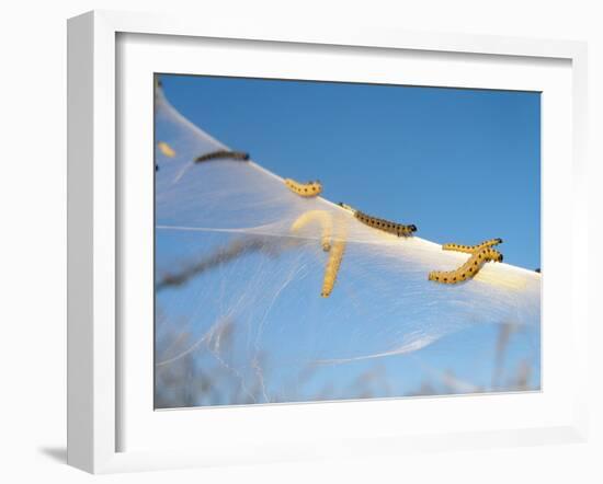 Caterpillars of the Bird-Cherry Ermine, Sky-Harald Kroiss-Framed Photographic Print