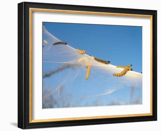 Caterpillars of the Bird-Cherry Ermine, Sky-Harald Kroiss-Framed Photographic Print