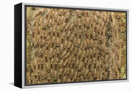 Caterpillars on tree bark, Upper Amazon River Basin, Amazon National Park, Loreto, Peru-Michael Nolan-Framed Premier Image Canvas