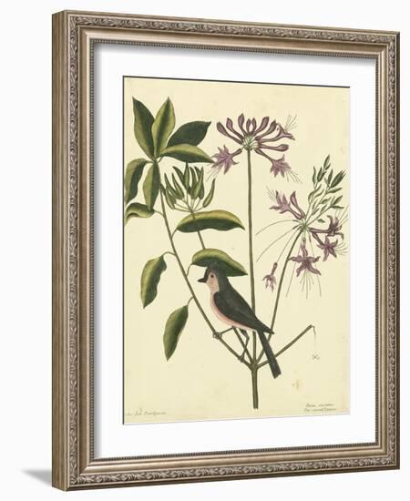 Catesby Bird and Botanical I-Mark Catesby-Framed Art Print