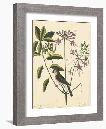 Catesby Bird and Botanical I-Mark Catesby-Framed Art Print