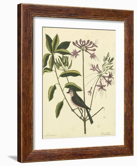 Catesby Bird and Botanical I-Mark Catesby-Framed Art Print