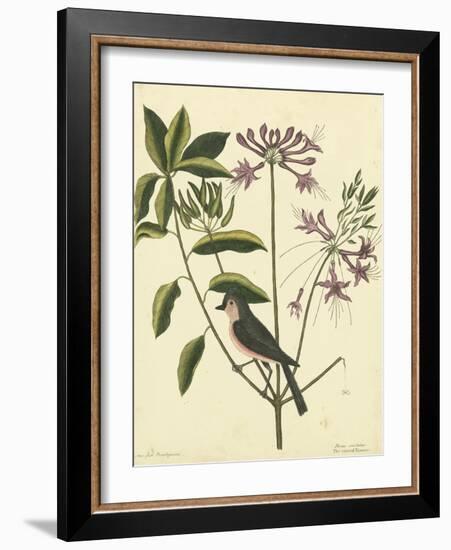 Catesby Bird and Botanical I-Mark Catesby-Framed Art Print