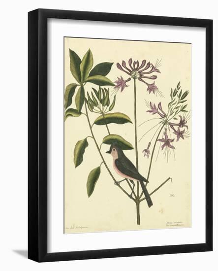 Catesby Bird and Botanical I-Mark Catesby-Framed Art Print