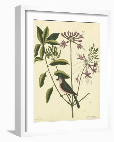 Catesby Bird and Botanical I-Mark Catesby-Framed Art Print