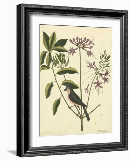 Catesby Bird and Botanical I-Mark Catesby-Framed Art Print